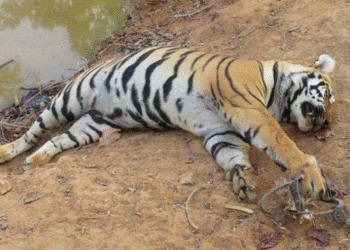 ஆண் சிறுத்தை சடலமாக மீட்பு