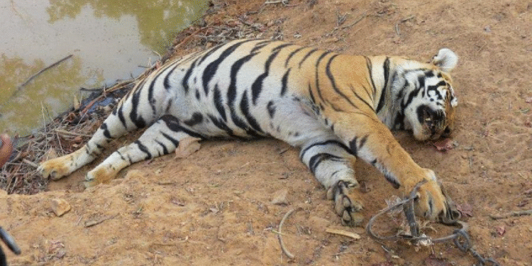 ஆண் சிறுத்தை சடலமாக மீட்பு