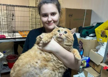 ரஷ்யாவில் 17 கிலோ எடையுடைய பூனை கண்டுபிடிப்பு