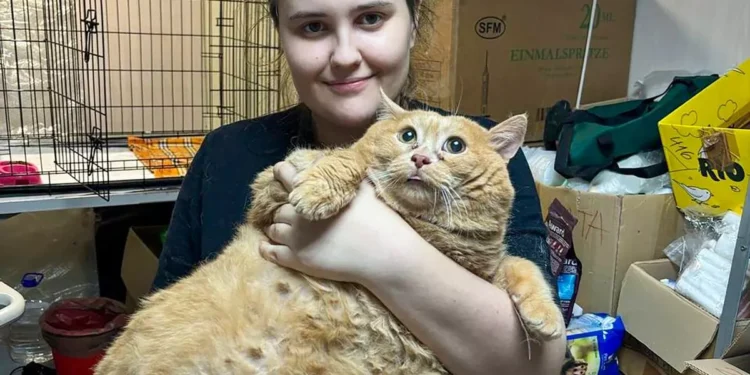 ரஷ்யாவில் 17 கிலோ எடையுடைய பூனை கண்டுபிடிப்பு