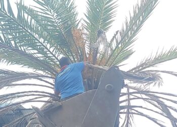 இலங்கை காத்தான்குடி பிரதான வீதியில் இன்று இடம்பெற்ற பேரிச்சம்பழ அறுவடை