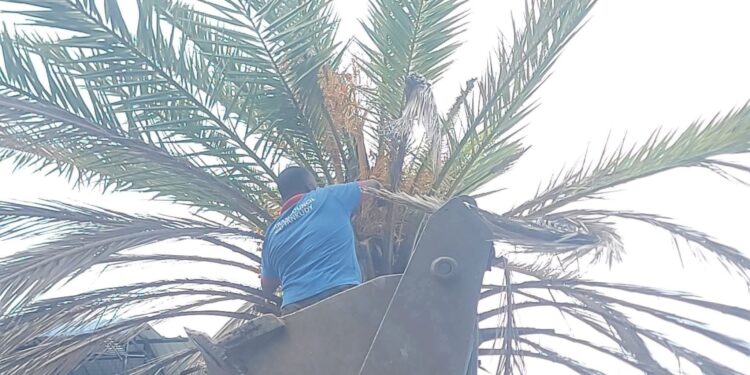 இலங்கை காத்தான்குடி பிரதான வீதியில் இன்று இடம்பெற்ற பேரிச்சம்பழ அறுவடை