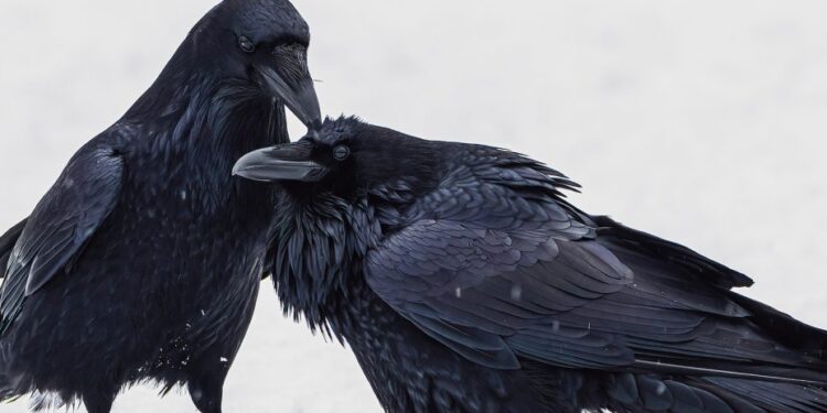 பல வருடங்களுக்குப் பிறகும் பழிவாங்கும் உயிரினம் காகம்!