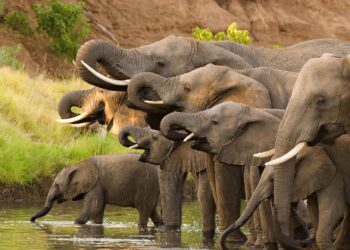 யானைகளை பராமரிக்க வன விலங்கு வைத்தியசாலை, நடமாடும் வைத்திய சேவை பிரிவை அமைக்க தீர்மானம்