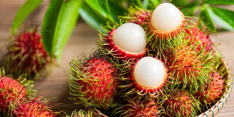 ரம்புட்டான் பழங்களினால் இடம்பெறும் விபத்துக்களின் எண்ணிக்கை அதிகரிப்பு!