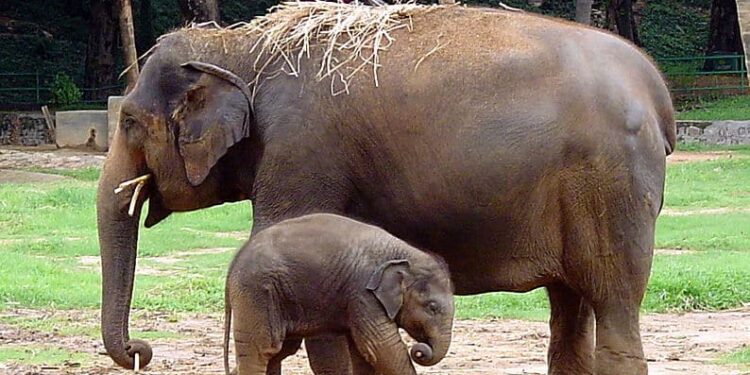 புத்திசாலி யானைகள் : வைரலாகும் வீடியோ