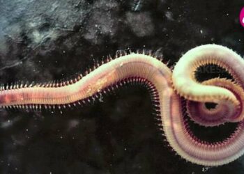 இந்த உயிரினத்துக்கு உடம்பெல்லாம் மூளையாம்