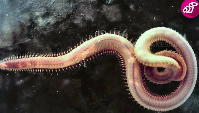 இந்த உயிரினத்துக்கு உடம்பெல்லாம் மூளையாம்