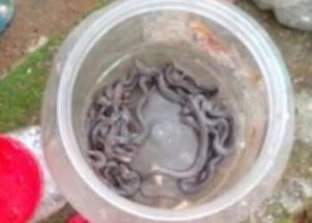 குருநாகலில் பாடசாலையிலிருந்து 30 பாம்புக் குட்டிகள் மீட்பு