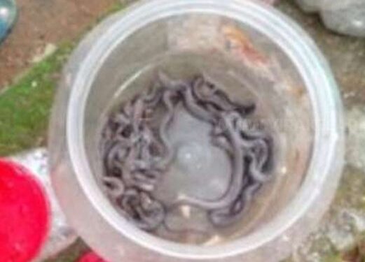 குருநாகலில் பாடசாலையிலிருந்து 30 பாம்புக் குட்டிகள் மீட்பு