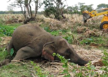 தனமல்வில பகுதியில் உயிரிழந்த நிலையில் யானை கண்டுப்பிடிப்பு