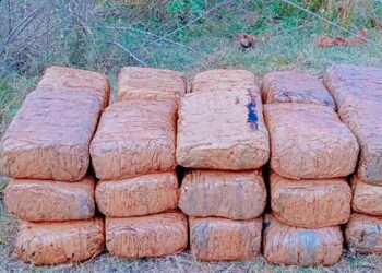 யாழில் பற்றைக்காடொன்றில் இருந்து 23 மில்லியன் ரூபாய் பெறுமதியான கஞ்சா கைப்பற்றல்!