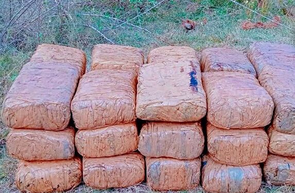 யாழில் பற்றைக்காடொன்றில் இருந்து 23 மில்லியன் ரூபாய் பெறுமதியான கஞ்சா கைப்பற்றல்!