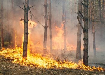 பலாங்கொடையில் காட்டுத் தீ!