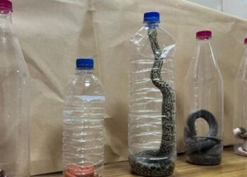 பாம்புகளுடன் இலங்கை வந்த பெண் : கட்டுநாயக்கவில் கைது