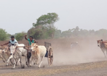 சவாரிப் போட்டியில் களமிறங்கிய காளைகள்