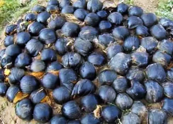 யாழில் பனை விதை நடுகை செயற்திட்டம்!