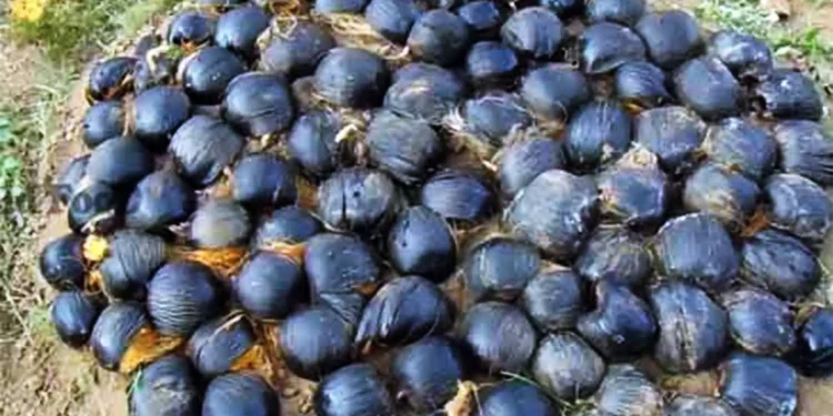 யாழில் பனை விதை நடுகை செயற்திட்டம்!