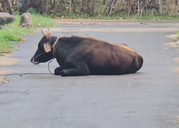 கால்நடைகளுக்கு உடனடி நடவடிக்கை எடுக்கவும் – பிரதேச சபை வலியுறுத்து!