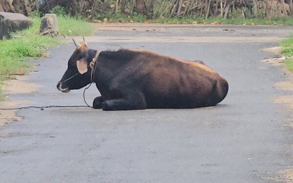 கால்நடைகளுக்கு உடனடி நடவடிக்கை எடுக்கவும் – பிரதேச சபை வலியுறுத்து!