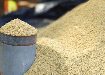 நெல் கொள்வனவு குறித்து வெளியான முக்கிய தகவல்