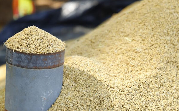 நெல் கொள்வனவு குறித்து வெளியான முக்கிய தகவல்