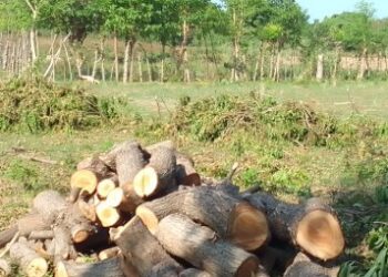 தனியாருக்கு சொந்தமான மரங்கள் அழிப்பு : மக்கள் கடும் எதிர்ப்பு