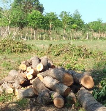 தனியாருக்கு சொந்தமான மரங்கள் அழிப்பு : மக்கள் கடும் எதிர்ப்பு