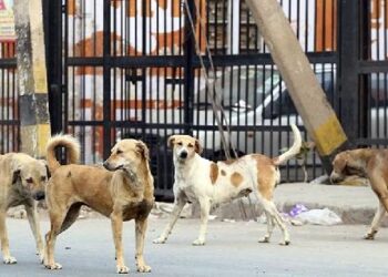 நாய்களைப் பிடித்துக் கொடுத்தால் சன்மானம்!