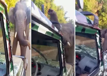 பஸ் மீது காட்டு யானை தாக்குதல்!