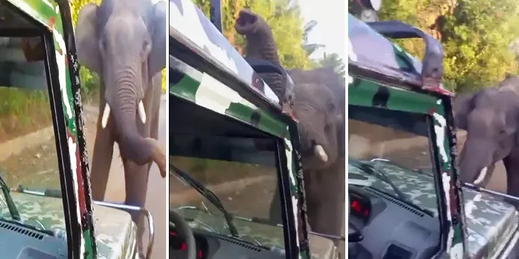 பஸ் மீது காட்டு யானை தாக்குதல்!