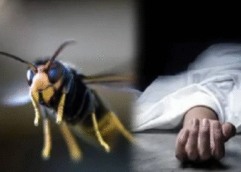 குளவிக் கொட்டுக்கு இலக்காகி வயோதிபப் பெண் பலி!