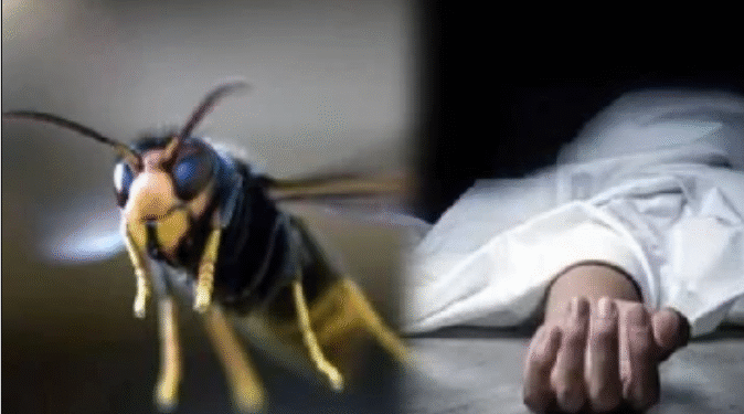 குளவிக் கொட்டுக்கு இலக்காகி வயோதிபப் பெண் பலி!