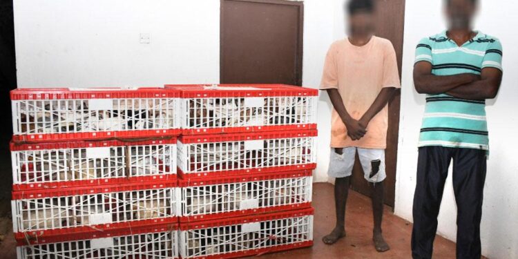 மன்னாரில் பறவைகளை கடத்திய குற்றச்சாட்டில் இருவர் கைது!