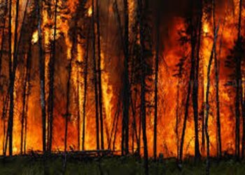 காட்டுத் தீப்பரவல்!