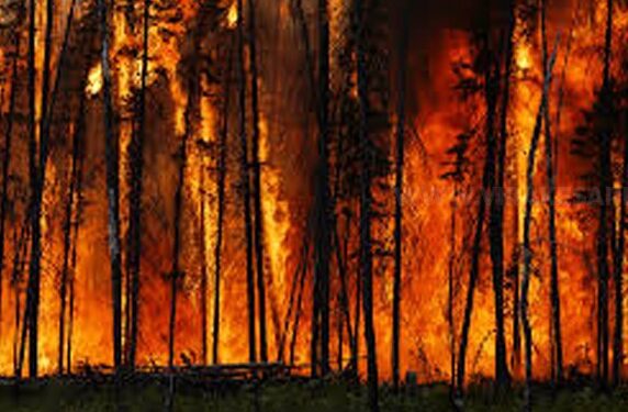 காட்டுத் தீப்பரவல்!