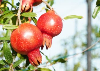 மாதுளை அறுவடை விழா!