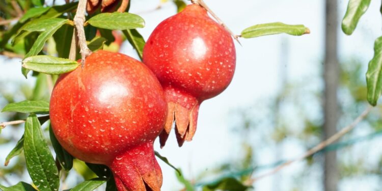 மாதுளை அறுவடை விழா!