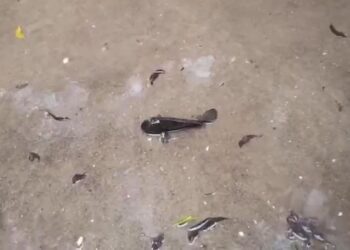 யாழில் மீன் மழை பொழிவு!