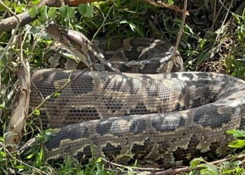 மந்துவிலில் பாரிய வெங்கணாந்தி பாம்பு!