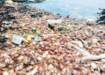 திருமலை கடற்கரையில் குவிந்த சிவப்பு நண்டுகள் : அதிர்ச்சியில் மக்கள்