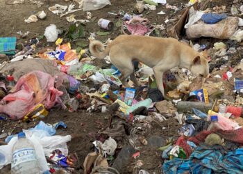 மன்னாரில் குப்பை கொட்டுவதில் இழுபறி : மக்கள் போராட்டத்தில் ஈடுபடத் தயார்!