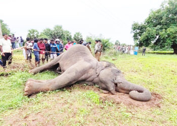 மின்சார வேலியில் சிக்கி யானை உயிரிழப்பு!