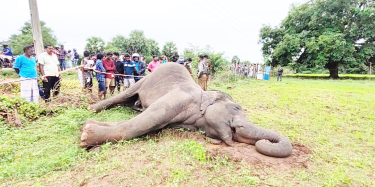 மின்சார வேலியில் சிக்கி யானை உயிரிழப்பு!