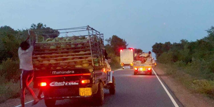 காட்டு யானையால் தடைப்பட்ட போக்குவரத்து