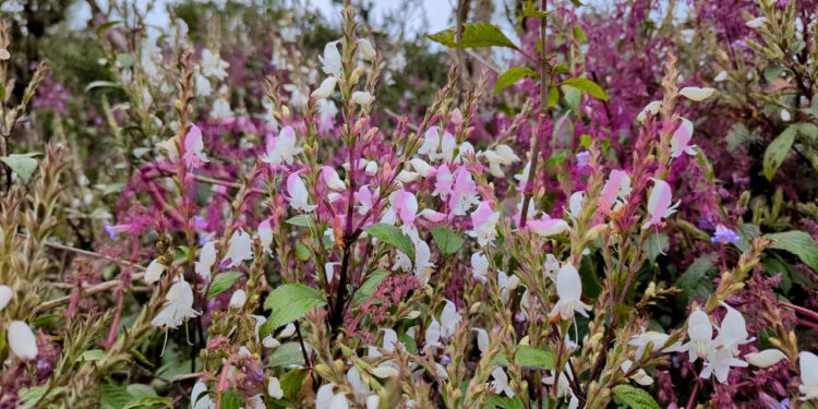 12 வருடத்துக்கு ஒருமுறை பூத்துக்குலுங்கும் குறிஞ்சி!