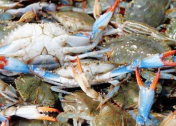 இலங்கையிலிருந்து அமெரிக்காவுக்கான நண்டு ஏற்றுமதி நிறுத்தப்படும் அபாயம் : வடக்கில் 7 ஆயிரம் குடும்பங்களுக்கு நேரடிப் பாதிப்பு!