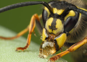 குளவிக் கொட்டு : 25 பேர் வைத்தியசாலையில்!