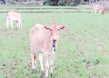 பெரும் போகச் செய்கையை அழிக்கும் கட்டாக்காலிகள்!