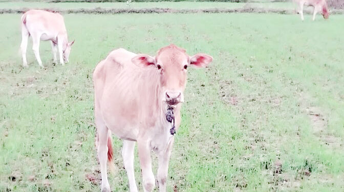 பெரும் போகச் செய்கையை அழிக்கும் கட்டாக்காலிகள்!